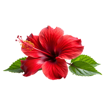 Lush Red Hibiscus Flower of the Tropics png