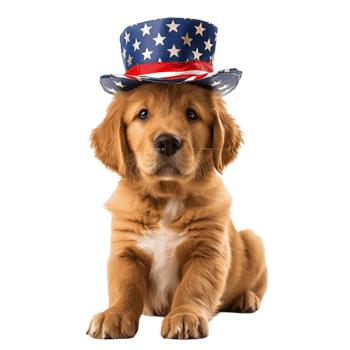 A Golden retriever wearing an american flag hat on a transparent background png