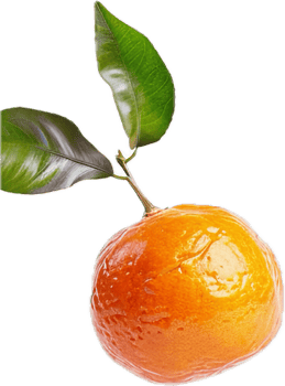 Fresh Orange with Green Leaves Close-Up. png