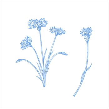 cornflower. Hand painted linear flower. Graphic clip art isolated on background. Botanical and wedding illustration. For designers, invitations, decoration, postcards, wrapping paper vector