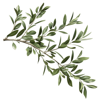 Olive Tree Branch with Leaves Isolated on Transparent Background png