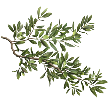 Olive Tree Branch with Leaves Isolated on Transparent Background png