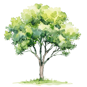 Watercolor Tree on Transparent Background Cutout png