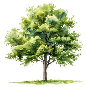 Isolated Tree Painting with Transparent Background png