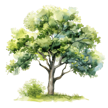 Watercolor Tree Cutout Transparent Background png