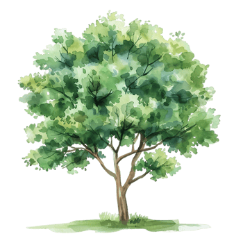 Clear Background Tree Watercolor Isolation png