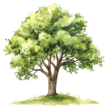 Isolated Watercolor Tree Clear Background png