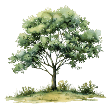 Watercolor Tree on Transparent Isolated Painting png