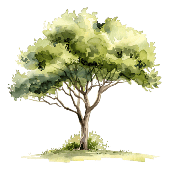 Watercolor Tree Isolated Transparent Cutout png