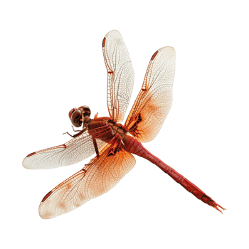 Colorful dragonflies isolated on transparent background png