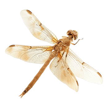 Colorful dragonflies isolated on transparent background png