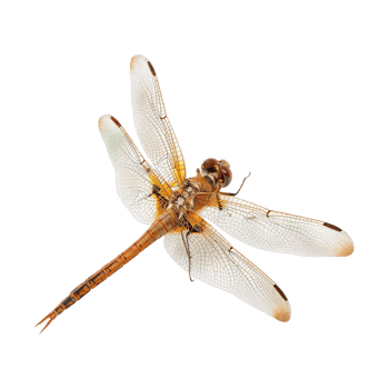 Colorful dragonflies isolated on transparent background png