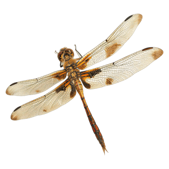 Colorful dragonflies isolated on transparent background png