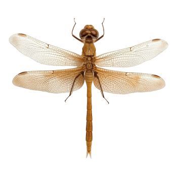 Colorful dragonflies isolated on transparent background png