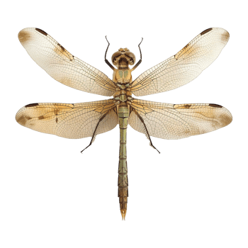 Colorful dragonflies isolated on transparent background png