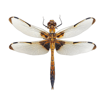 Colorful dragonflies isolated on transparent background png