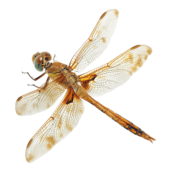 Colorful dragonflies isolated on transparent background png