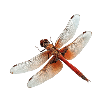 Colorful dragonflies isolated on transparent background png