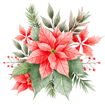 Watercolor Hand drawn illustration Christmas compositions with poinsettia flowers bouquet for holiday invitation, card design clipart print new year decor for print, label, invitation design png