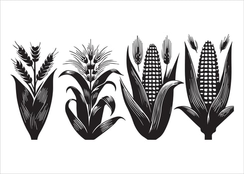 Corn stalks and barley grain are combined in a multipurpose cornstalk silhouette set. vector