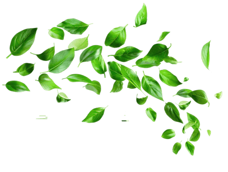 Floating green leaves whirl in the air against, embodying the concept of organic, natural ingredients png