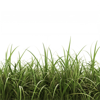 a green plant grass isolated on transparent background png