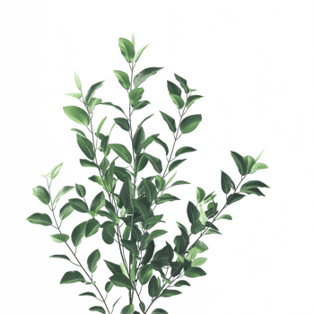 a green plant grass isolated on transparent background png