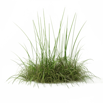 a green plant grass isolated on transparent background png