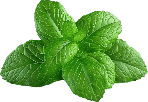 Fresh Green Mint Leaves Close-Up. png