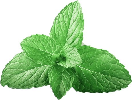 Fresh Green Mint Leaves Close-Up. png