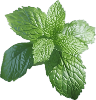 Fresh Green Mint Leaves Close-Up. png