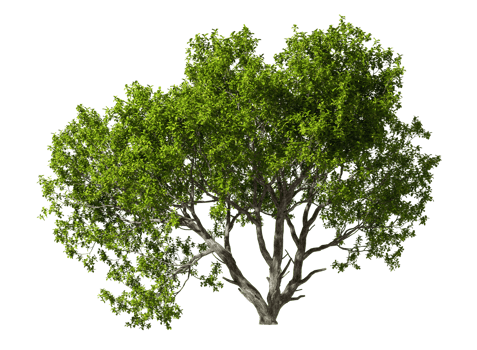 Single trees free shapes abstract cutout on transparent backgrounds 3d rendering png