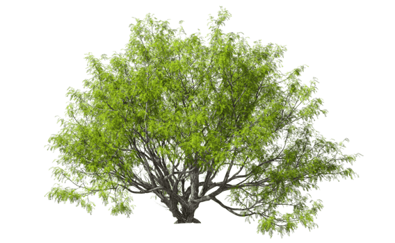 Lone trees standing cutout backgrounds 3d render png