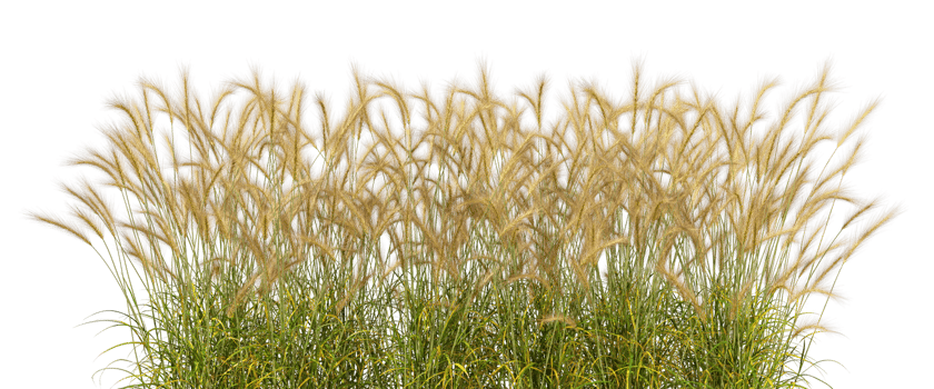 Long meadow grass fields row 3d rendering cutout backgrounds png