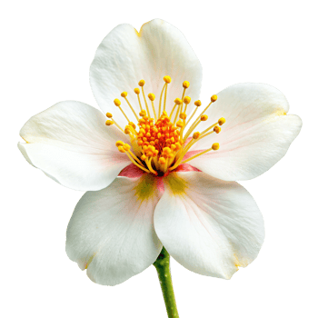 tung blossom flower png