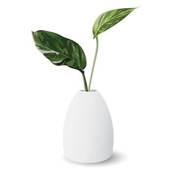 Golden pothos or devil's ivy in white ceramic vase isolated minimalist graphic illustration. Epipremnum aureum in a pot. vector