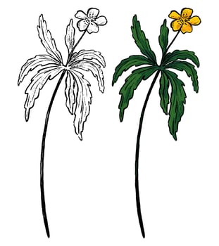 Buttercup Anemone wild flower hand drawn illustration. Botanical sketch of field plant. Colored and outline clipart isolated on white. vector