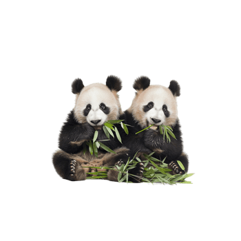 Adorable Panda Bears Eating Bamboo png