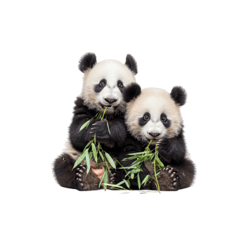 Adorable Panda Bears Eating Bamboo png