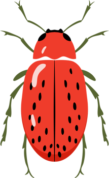 A bug with colorful color and beautiful pattern on its back wing. flat cartoon style. png