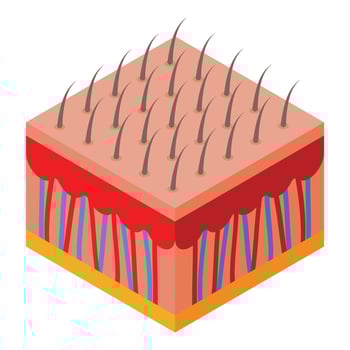Isometric cartoon skin layer illustration vector