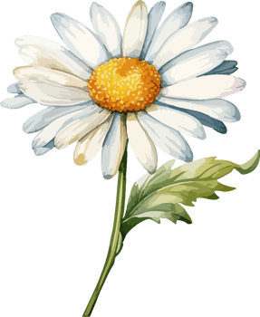 Daisy flower clipart design illustration png