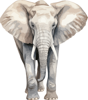 Elephant clipart design illustration png