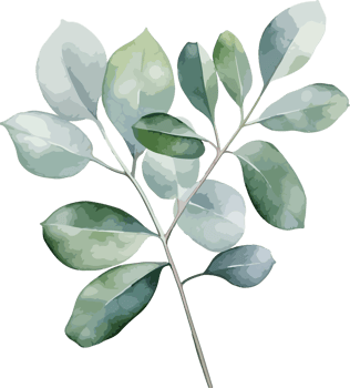 Eucalyptus clipart design illustration png