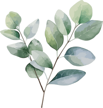 Eucalyptus clipart design illustration png