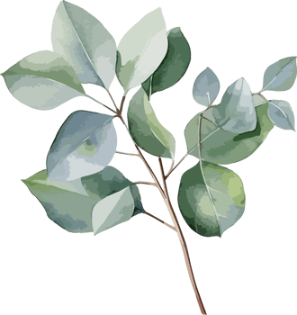 Eucalyptus clipart design illustration png