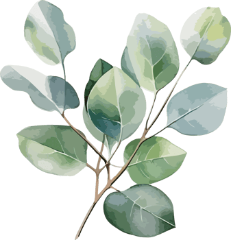 Eucalyptus clipart design illustration png