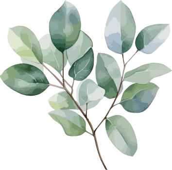 Eucalyptus clipart design illustration png