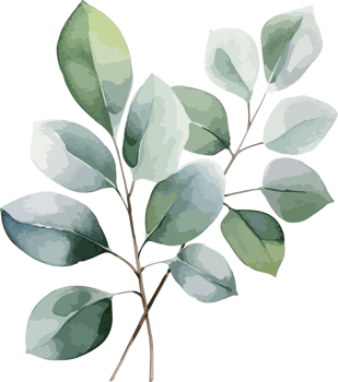 Eucalyptus clipart design illustration png