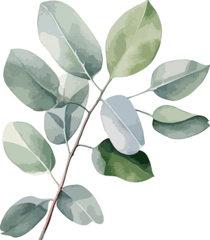Eucalyptus clipart design illustration png